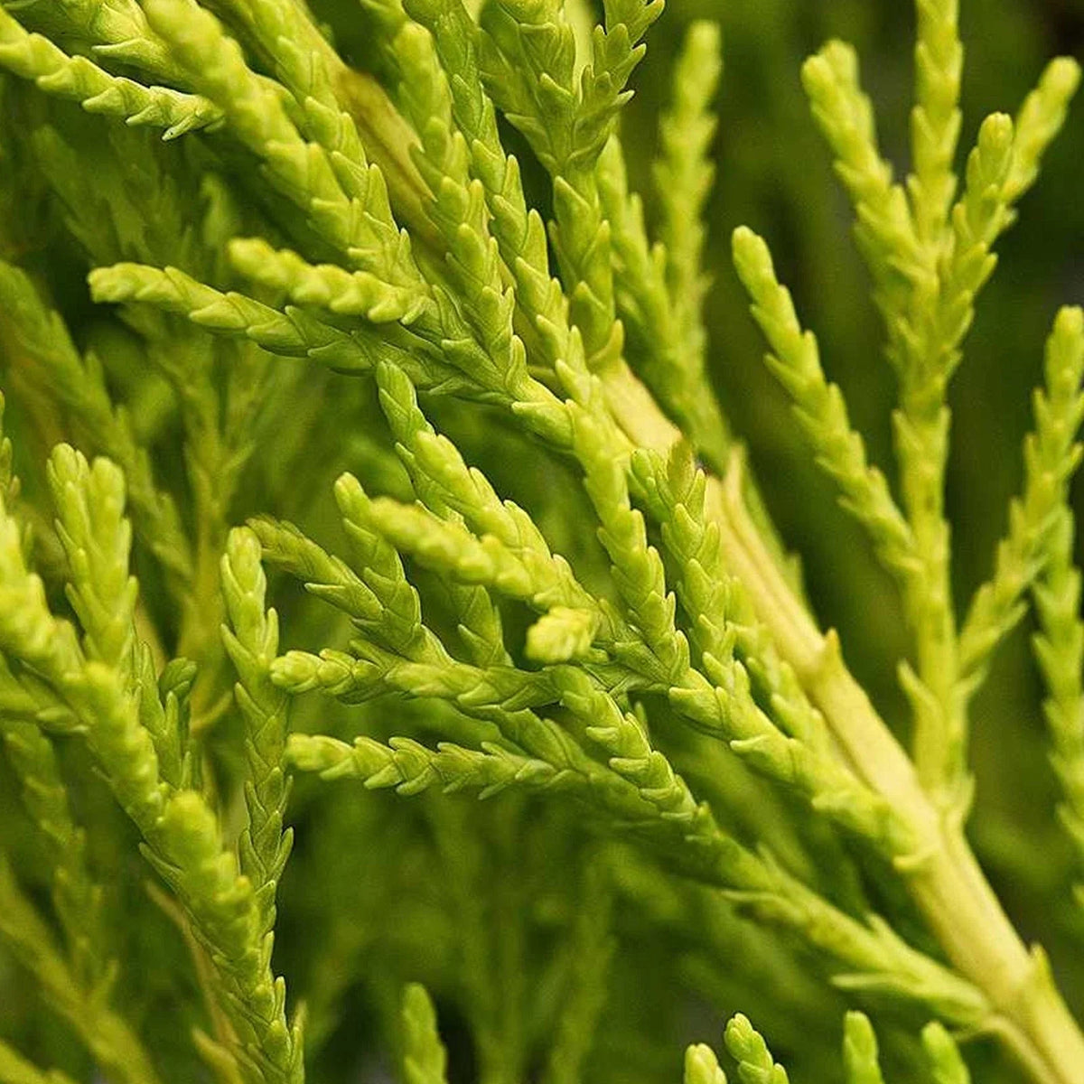 Cupressus Plant Conifer Wilma Goldcrest Lemon Scented Evergreen 10.5cm Pots — alternate product view 5