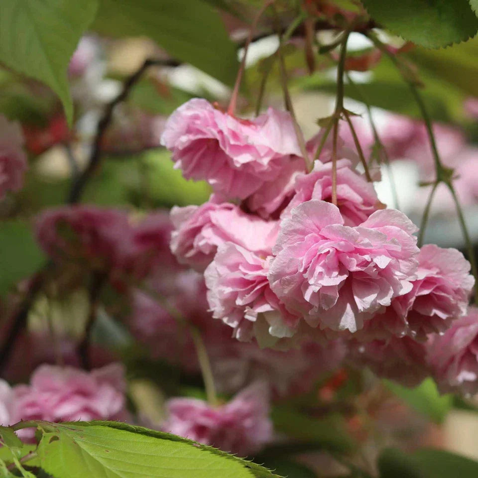 Prunus serrulata Kanzan Japanese Cherry Blossom Tree Ornamental Garden plant (4-5ft,9L Pot) — alternate product view 2