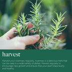 Rosemary Plant in 14cm Pot - Rosmarinus Evergreen Fragrant Perennial Herb Plants — alternate product view 6