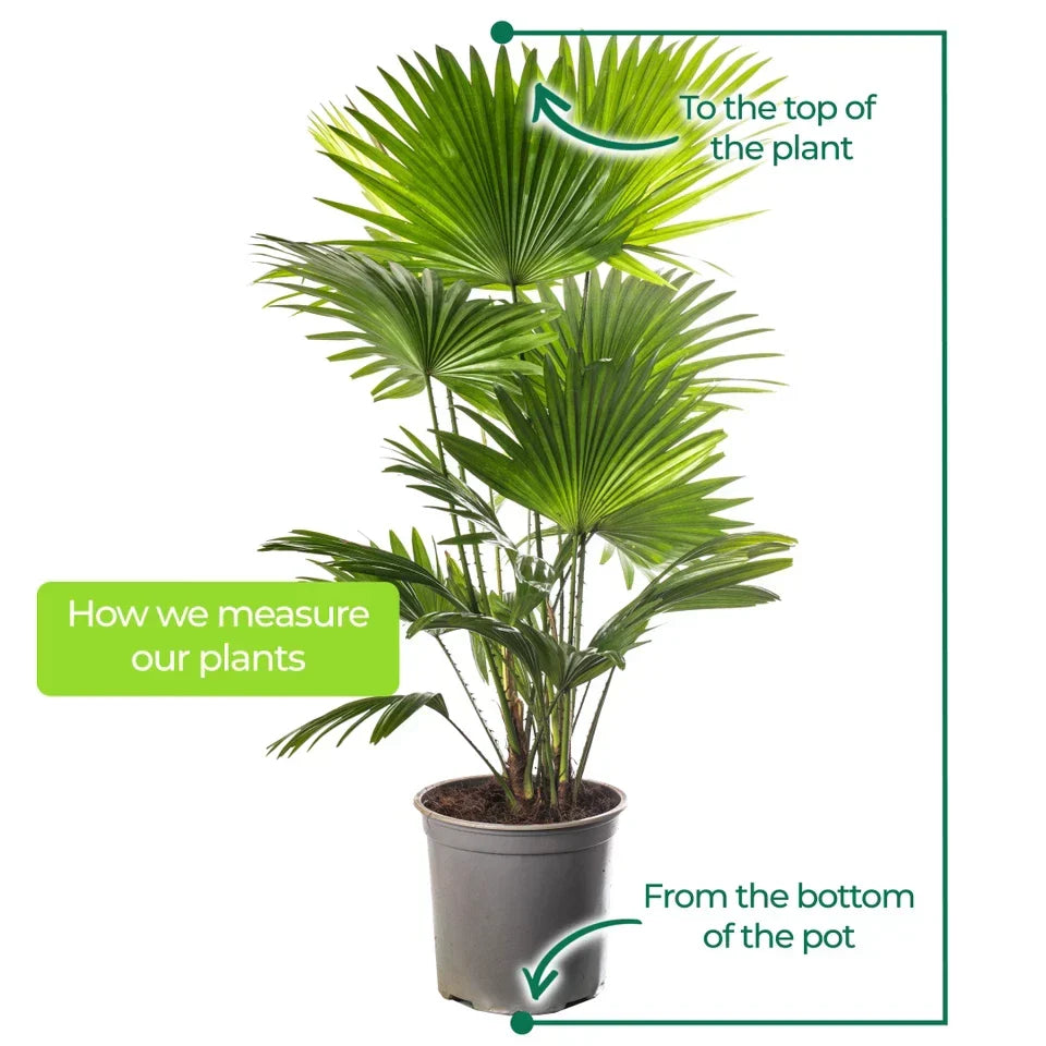 Livistona Fan Palm Large Indoor Tropical House Plant Real Evergreen Tall Plants — on a clean white background