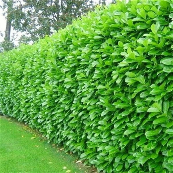 Cherry Laurel Fast Growing Evergreen Hedging Plants 30-50cm Tall Potted — alternate product view 2