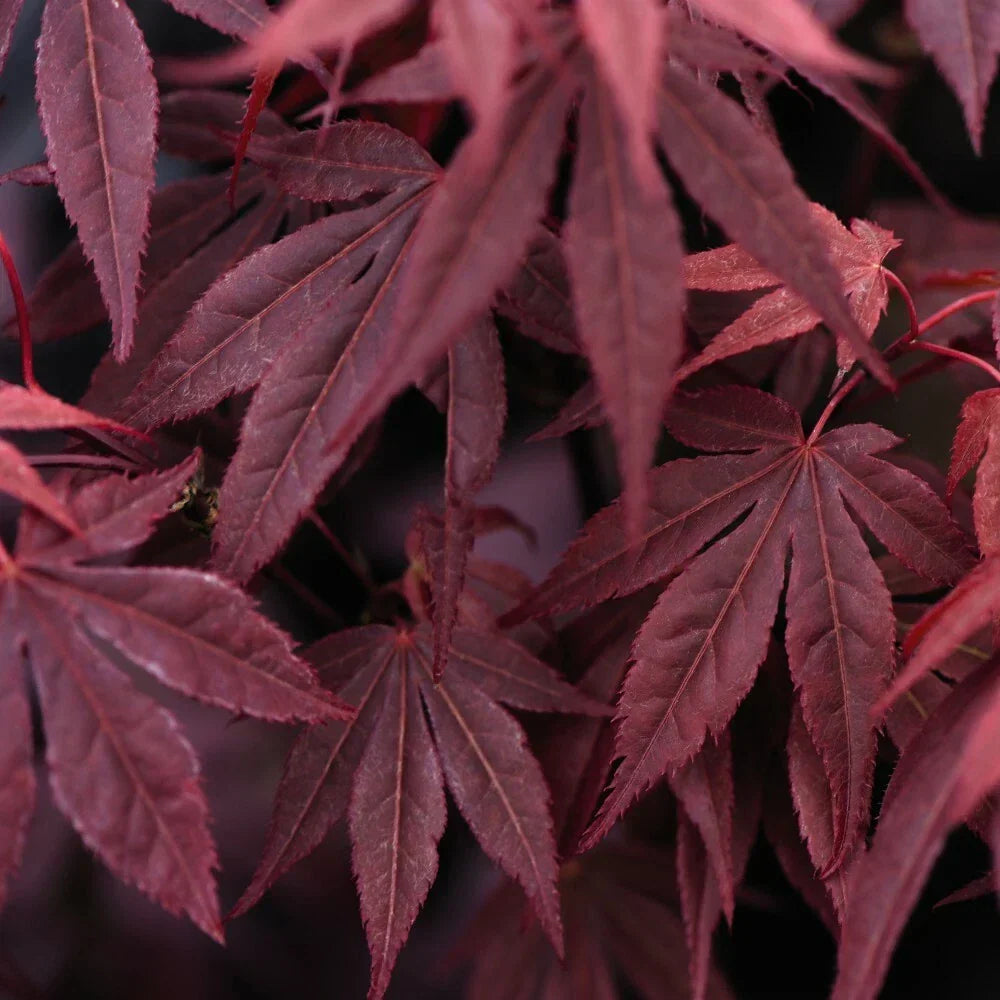 Acer Palmatum Atropurpureum Hardy Japanese Garden Maple Tree 9cm Plant Pot — alternate product view 3