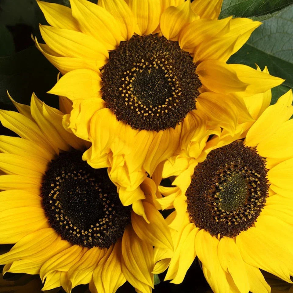 Outdoor Sunflower Potted Garden Plant Golden Annual 20-30cm Shrub In 13cm Pot — alternate product view 3
