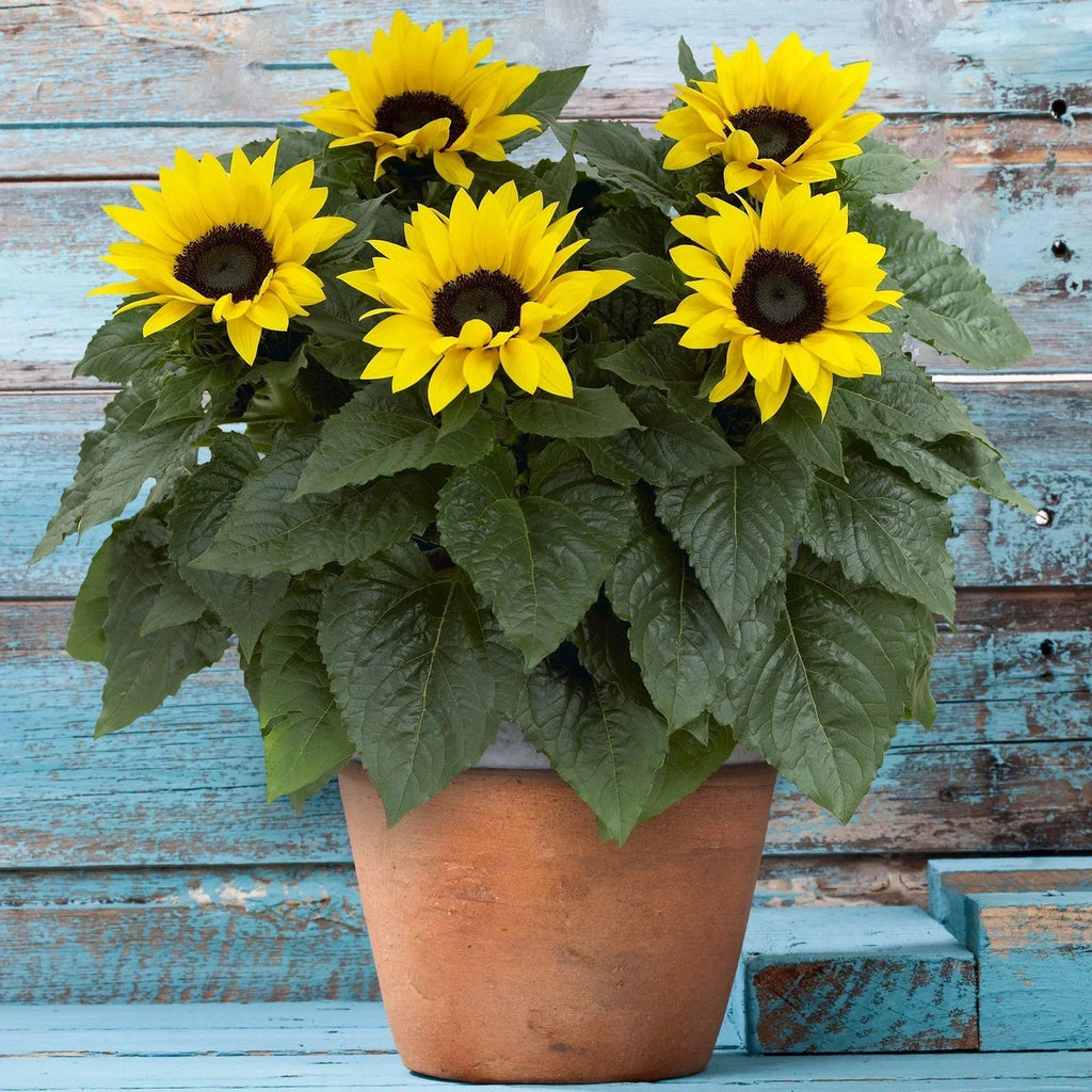 Outdoor Sunflower Potted Garden Plant Golden Annual 20-30cm Shrub In 13cm Pot — alternate product view 2