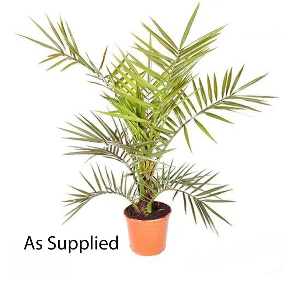 Hardy Phoenix palm 55-75cm in 14cm pot Single — on a clean white background