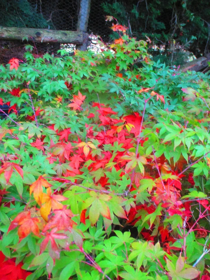 4ft inc. pot Japanese Maple Acer Osakazuki - 10litre — alternate product view 3