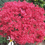 Acer palmatum 'Beni-Maiko' — Japanese Maple Deciduous Garden Plant Tree in Pot — alternate product view 2
