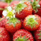 Strawberry Honeoye Fruit Plants - Hardy Garden Bushes in 9cm Pots — alternate product view 2