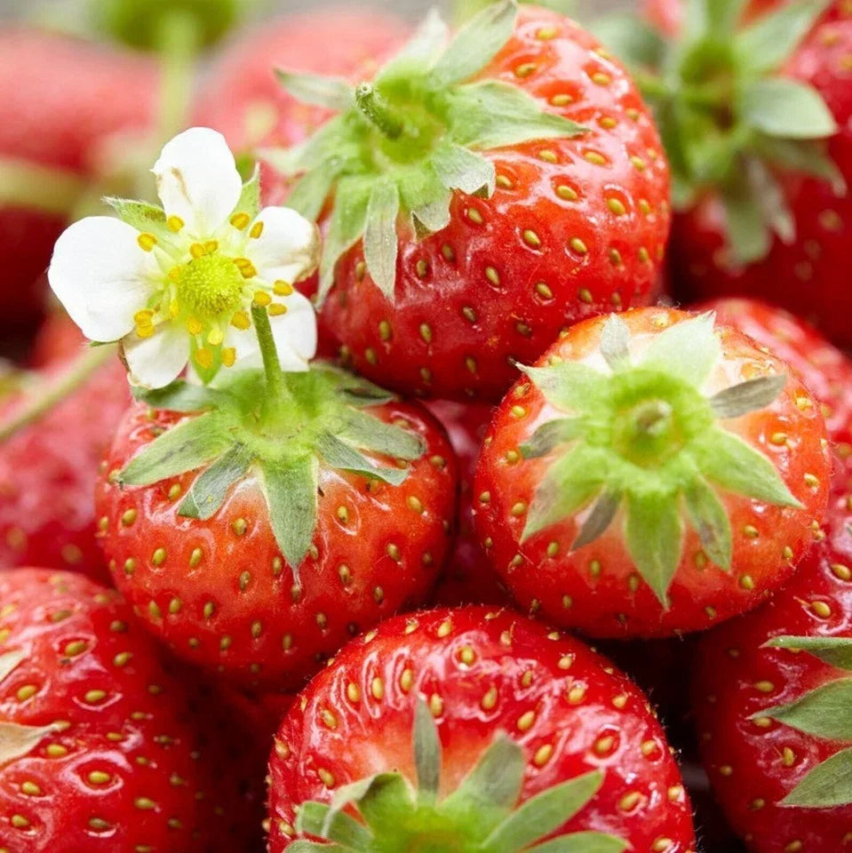 Strawberry Honeoye Fruit Plants - Hardy Garden Bushes in 9cm Pots — alternate product view 2