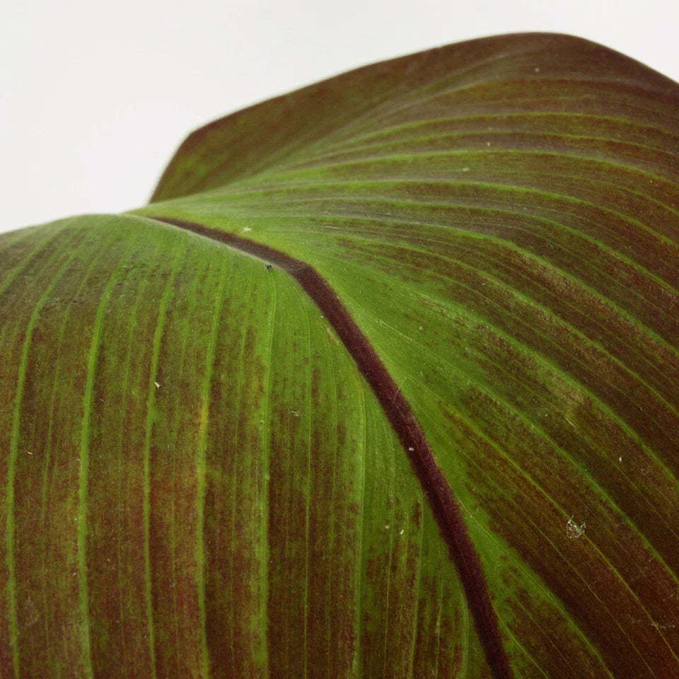 Ensete ventricosum Maurelii - Red Abyssinian Banana - Plant in 10.5 cm Pot — alternate product view 5