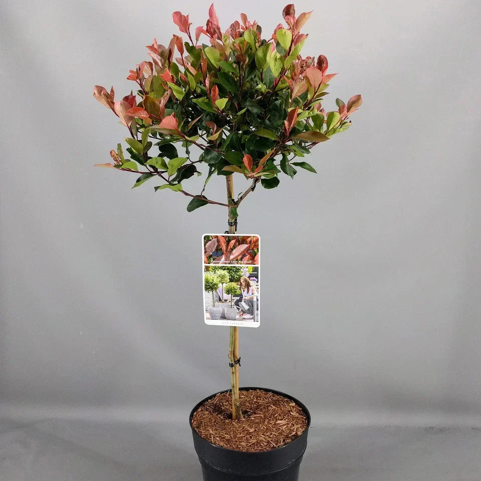 Photinia 'Little Red Robin' Standard Tree 70-80cm — alternate product view 4