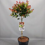 Photinia 'Little Red Robin' Standard Tree 70-80cm — alternate product view 4