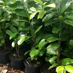 40x Cherry Laurel Hedging Plants 30-50cm Tall Potted — main product view