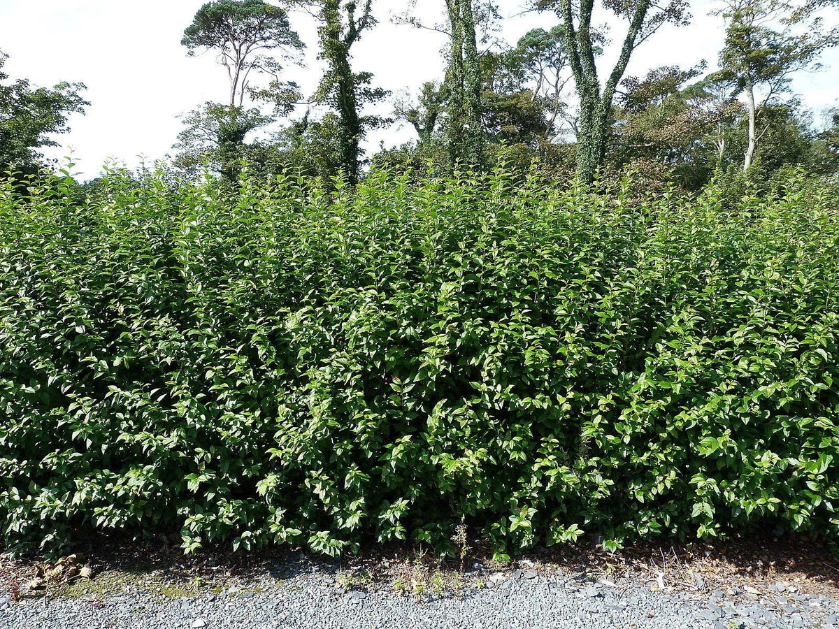 Green Privet Plants 3 - 4ft Tall, Evergreen Hedging, Grow a Quick, Dense Hedge — alternate product view 2
