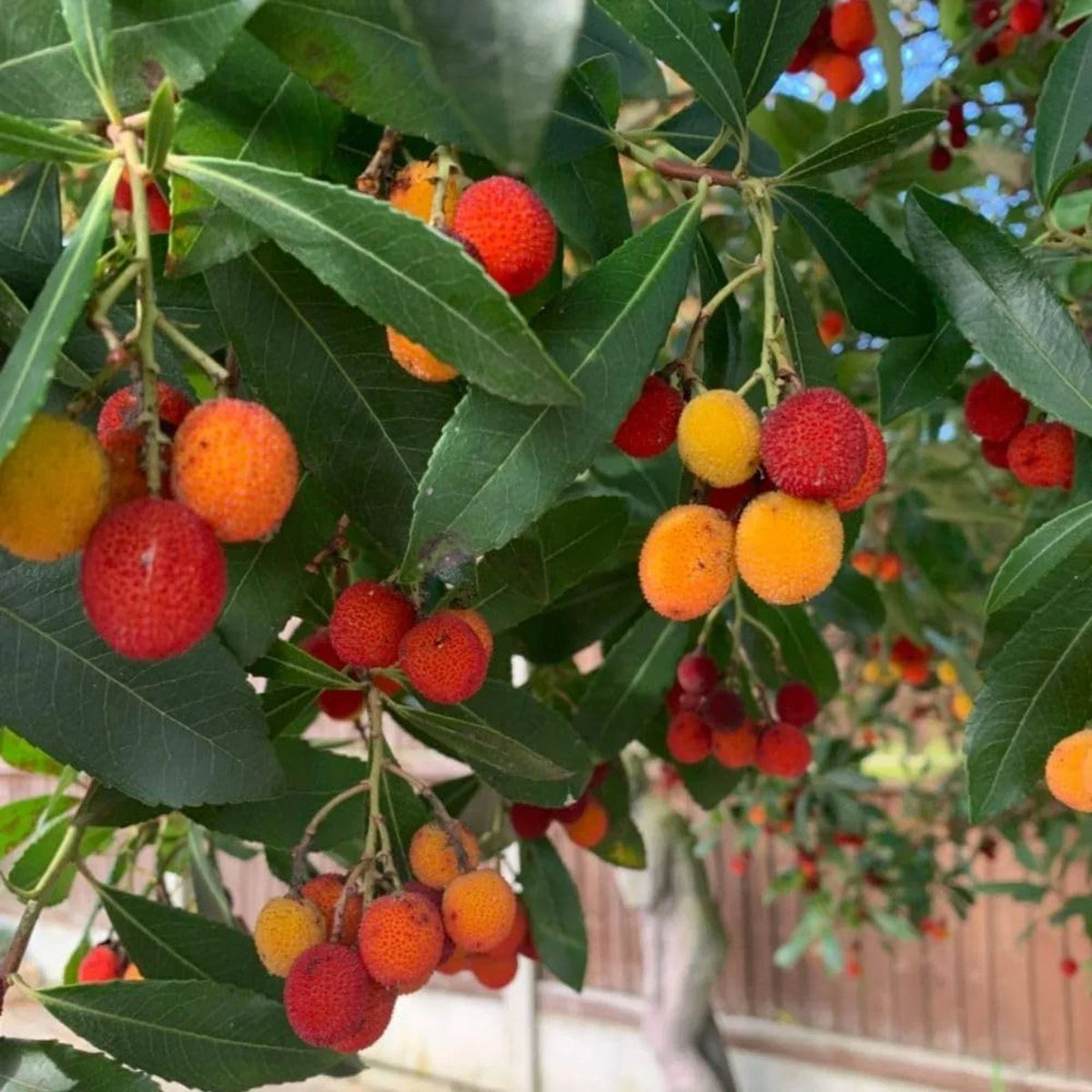 Arbutus unedo Compacta Plant in 9cm Pot - Easy Grow Strawberry Tree Garden Shrub — alternate product view 3