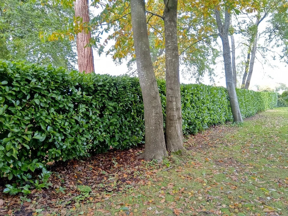 Laurel Garden Evergreen hedge plants bare root hedging — alternate product view 5