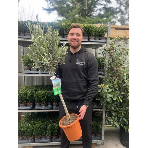Large Olive Tree Plants x 2 Lollipop Olea Europea Evergreen 4L Pot 110-120cm — alternate product view 3