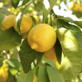 Citrus Fruit Tree, Lemon Citron, Fragrant Evergreen, 7?9cm Pot, Grow Your Own — alternate product view 2