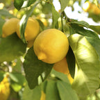 Citrus Fruit Tree, Lemon Citron, Fragrant Evergreen, 7?9cm Pot, Grow Your Own — alternate product view 2