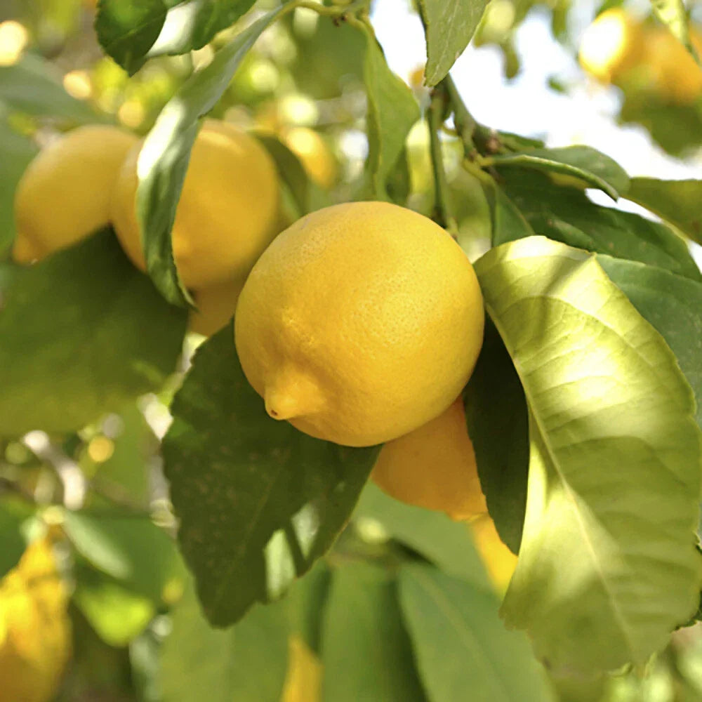 Citrus Fruit Tree, Lemon Citron, Fragrant Evergreen, 7?9cm Pot, Grow Your Own — alternate product view 2