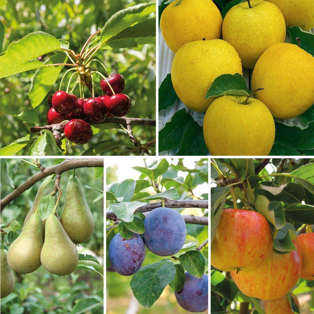 Mini Fruit Tree Patio Garden Plant Apples Pears Cherries Plums 9cm — Mini Fruit Collection ( All above ) — product view