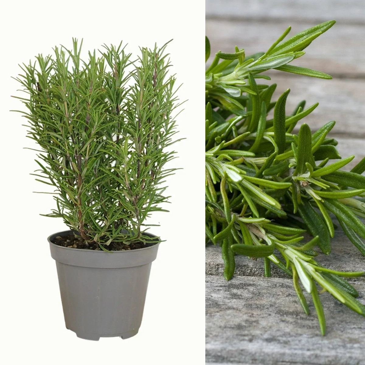 Rosemary Plant in 14cm Pot - Rosmarinus Evergreen Fragrant Perennial Herb Plants — alternate product view 2