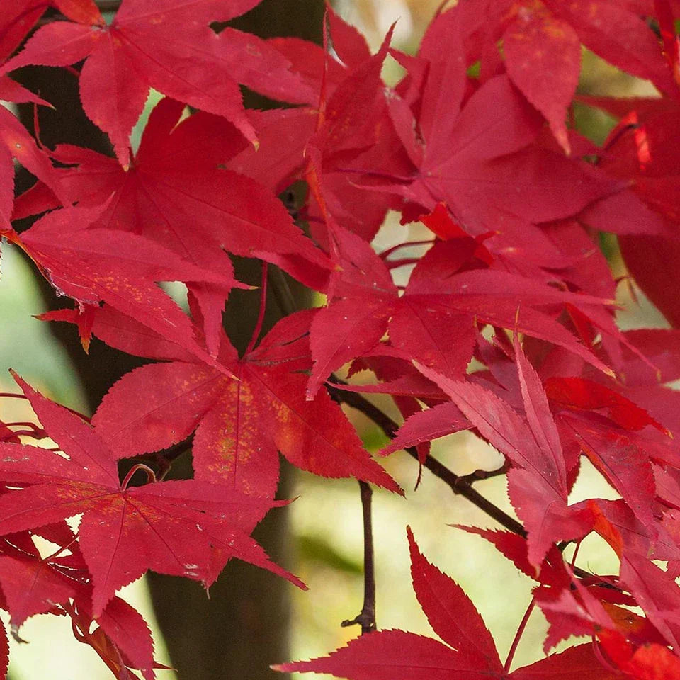 Acer palmatum 'Osakazuki', Japanese Maple Deciduous Garden Plant Tree In Pot — alternate product view 4