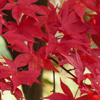 Acer palmatum 'Osakazuki', Japanese Maple Deciduous Garden Plant Tree In Pot — alternate product view 4