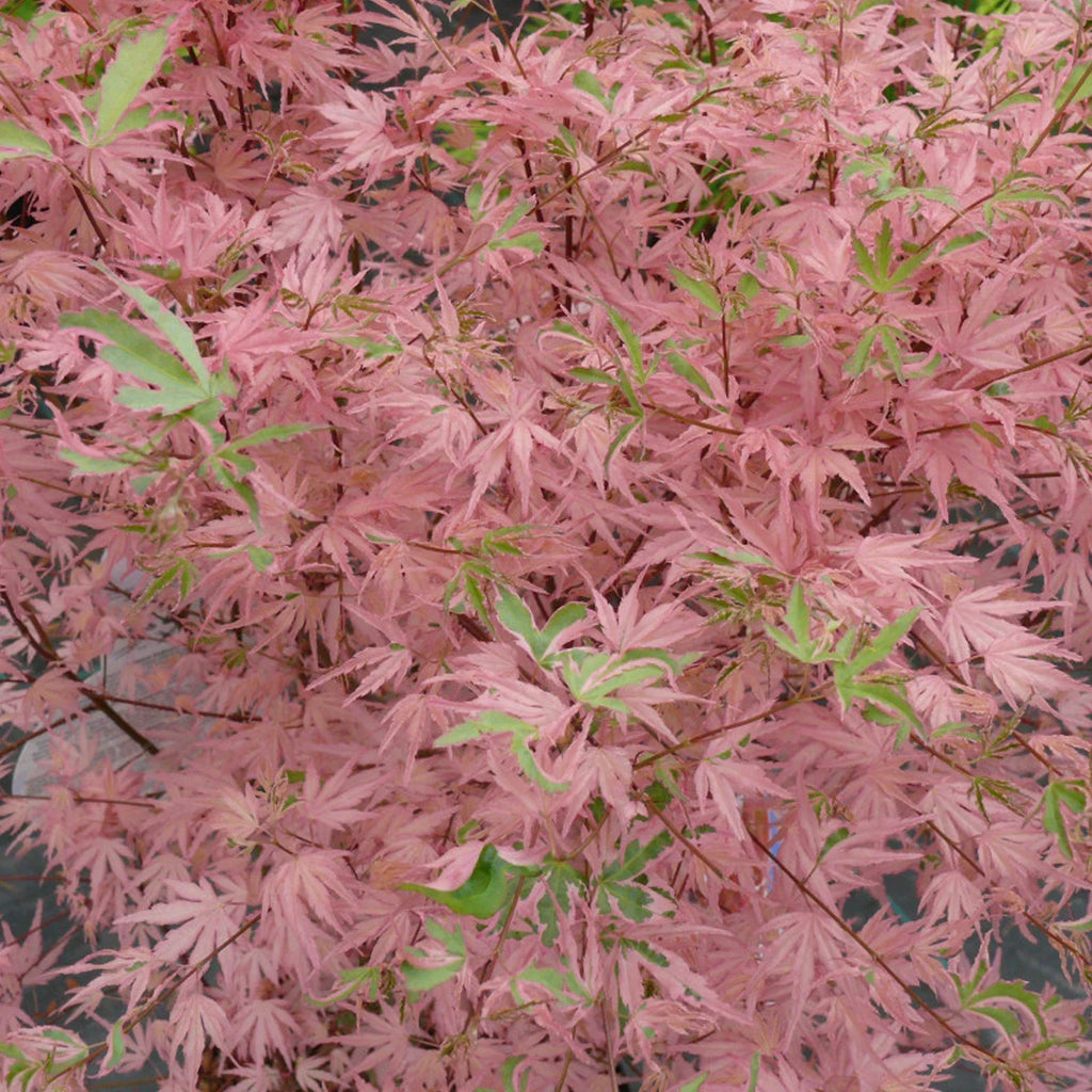 Acer Iyoshi Deciduous Japanese Maple Tree for Patio Garden Ready in Plant 20-30cm incl. Pot — alternate product view 2