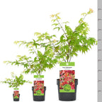 Acer palmatum 'Osakazuki', Japanese Maple Deciduous Garden Plant Tree In Pot — alternate product view 5