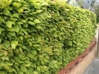 1-2ft Hornbeam native semi evergreen hedge plants bare root hedging good for damp soil — alternate product view 5
