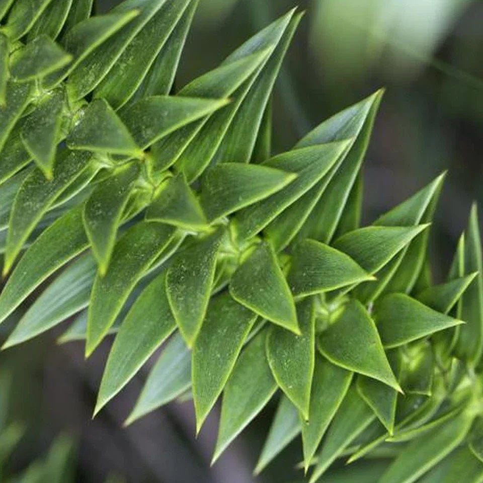 Araucaria Araucana Monkey Puzzle Tree Outdoor Garden Strong Healthy Plant in Pot — alternate product view 3