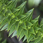 Araucaria Araucana Monkey Puzzle Tree Outdoor Garden Strong Healthy Plant in Pot — alternate product view 3