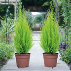 Cupressus Plant Conifer Wilma Goldcrest Lemon Scented Evergreen 10.5cm Pots — alternate product view 2