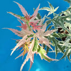 Acer Iyoshi Deciduous Japanese Maple Tree for Patio Garden Ready in Plant 20-30cm incl. Pot — alternate product view 4