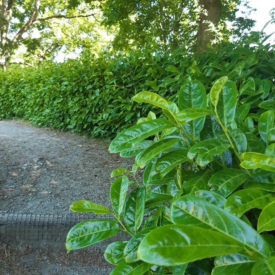 100 Cherry Laurel Hedging 40-60cm Tall Potted — alternate product view 6