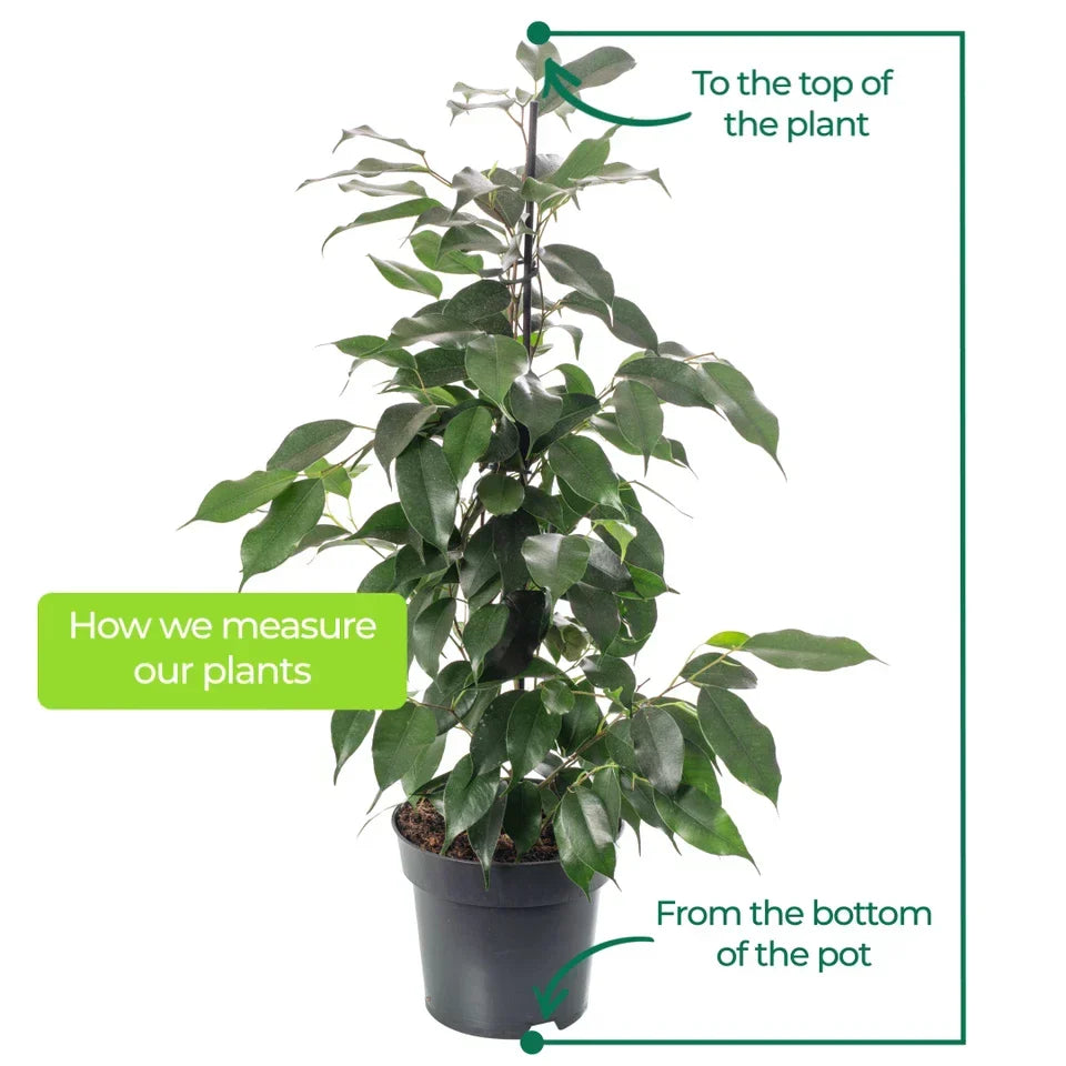 Weeping Fig Large Indoor House Plant Real Ficus Danielle Evergreen Tall Plants — alternate product view 3