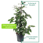 Weeping Fig Large Indoor House Plant Real Ficus Danielle Evergreen Tall Plants — alternate product view 3