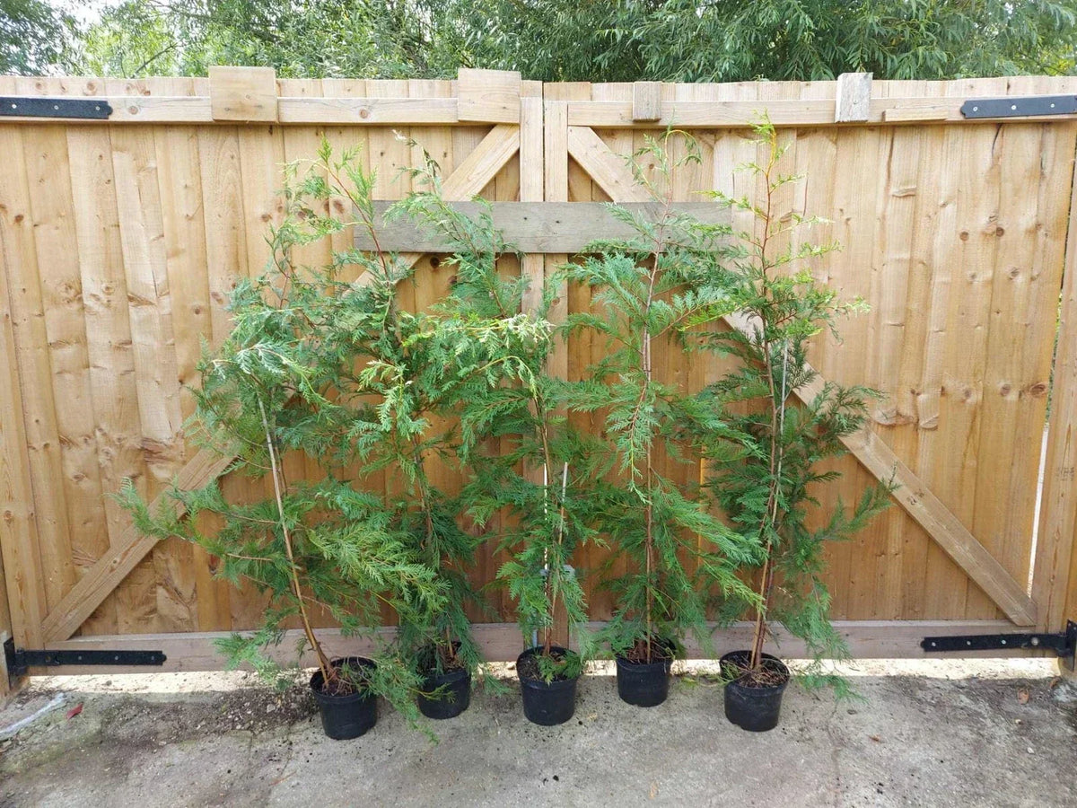 leylandii evergreen hedging 30 x 5-6ft plants 5L potted — main product view