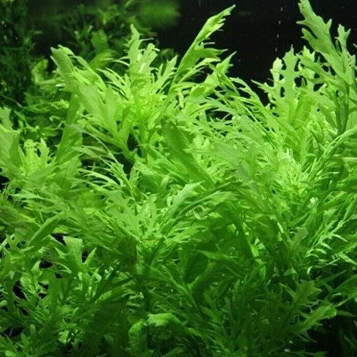Hygrophila Difformis (5x) Water Wisteria Live Aquarium Plant Tropical — alternate product view 2