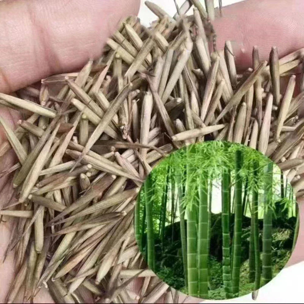 Giant Moso Bamboo Seeds, Phyllostachys Pubescens Edulis — alternate product view 4