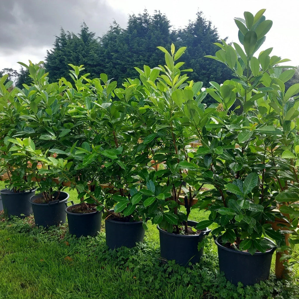 Laurel hedging plant 20/30l pot 130-150cm height — main product view