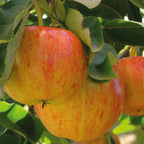 Patio Fruit Tree Plants Garden Collection 5 Different Varieties 5 x 9cm Pots — alternate product view 2