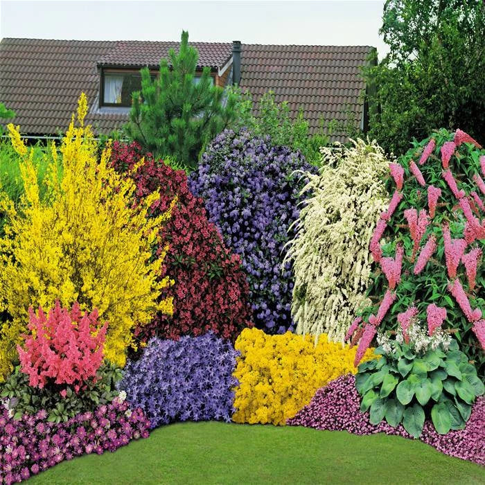 5 x Mixed Established Garden Shrubs In 9cm Pots — alternate product view 3
