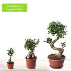 Ficus Ginseng Bonsai Tree Tall Indoor Plants Exotic Large Trees For Your Home — alternate product view 5