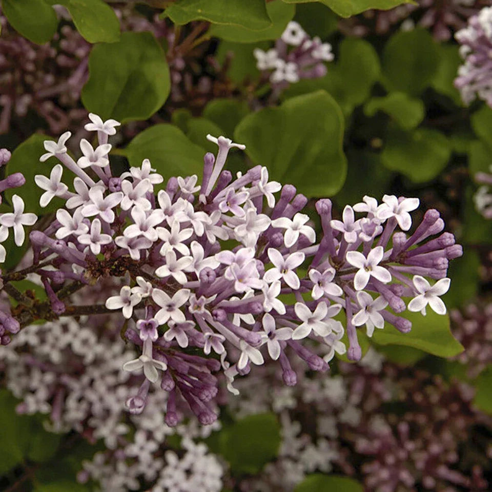 Standard Lilac Trees, Syringa Palibin, Double Flowering, 90-120cm, 3L Pots — alternate product view 5