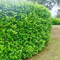 20 Cherry Laurel Hedging Plants 30-50cm Tall Potted — main product view
