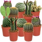 Cactus Mix – 10 Live Indoor Plants for Home or Office — alternate product view 2