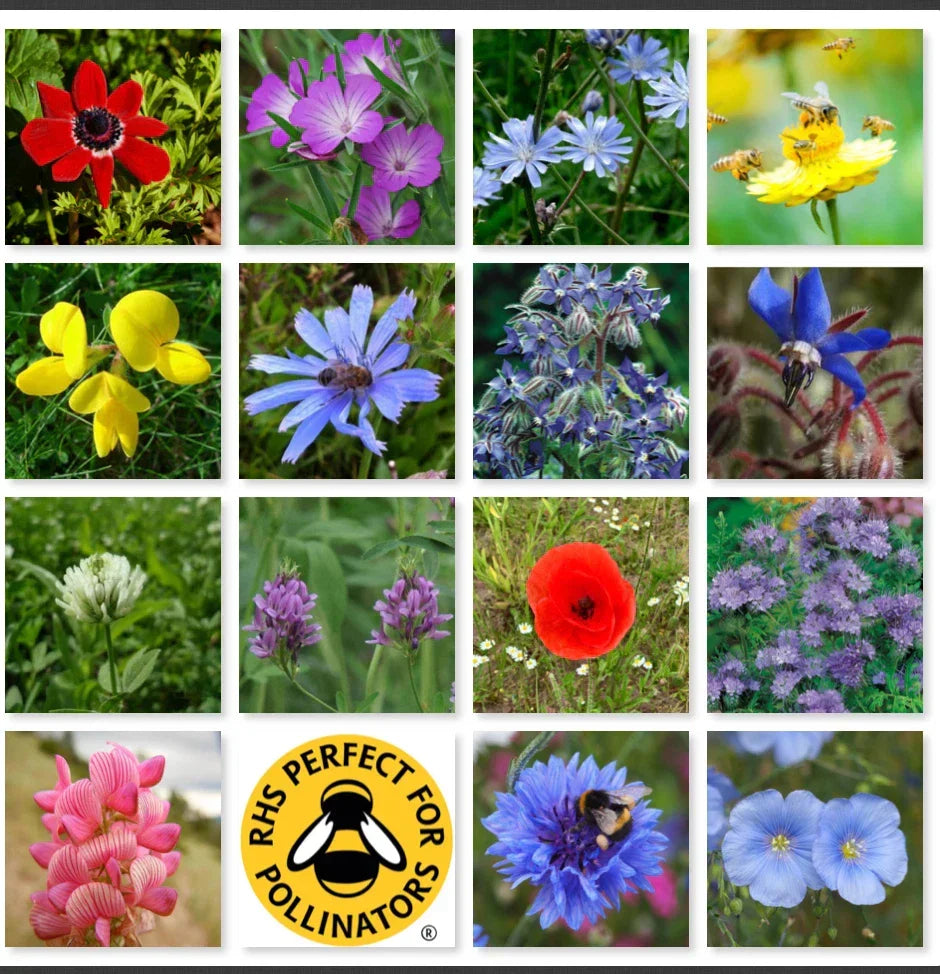 Wild Flower 50g seeds throw grow Meadow Scented Bee Butterfly Garden — alternate product view 2