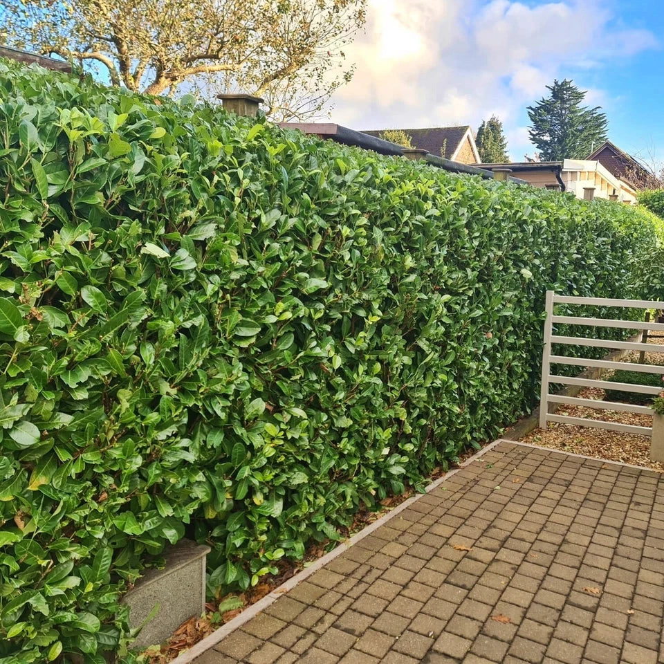 Laurel Garden Evergreen hedge plants bare root hedging — alternate product view 2